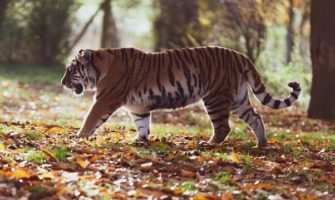 Wildlife and biodiversity in the world’s largest country