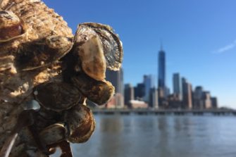 Can a billion oysters clean up New York Harbor?