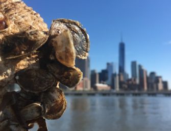 Can a billion oysters clean up New York Harbor?