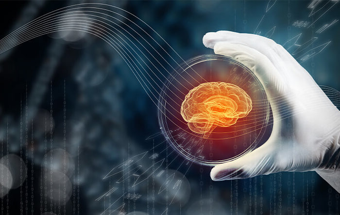 Why Investors Are Betting on Brain Organoids